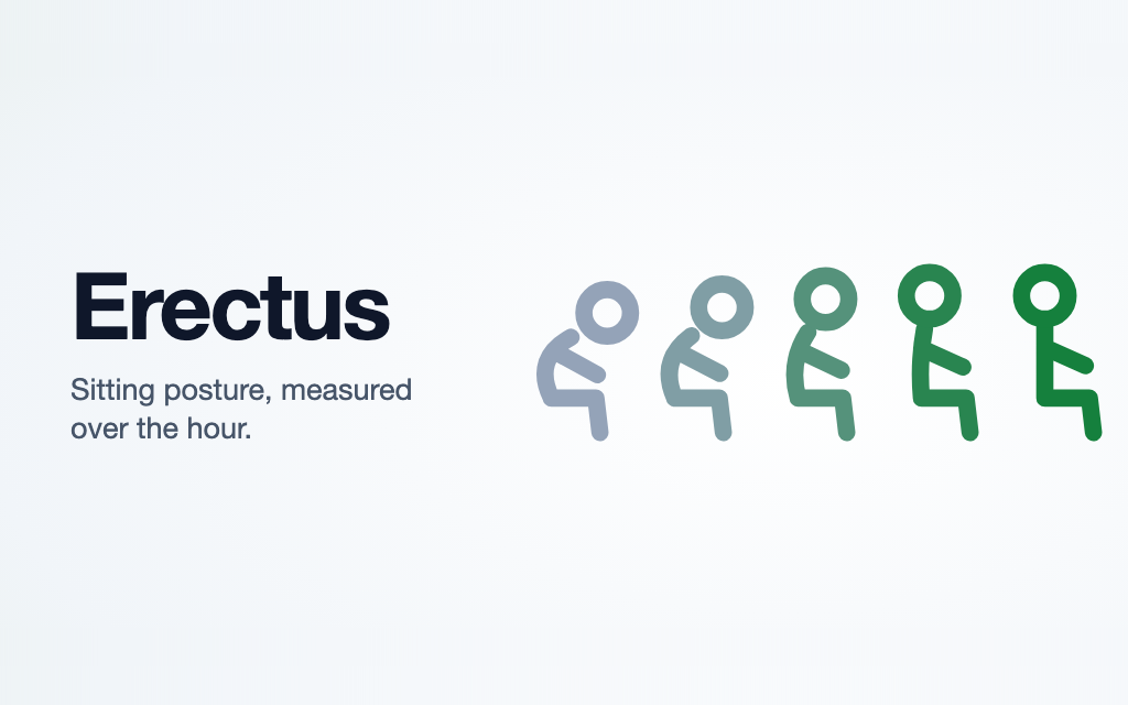 Erectus